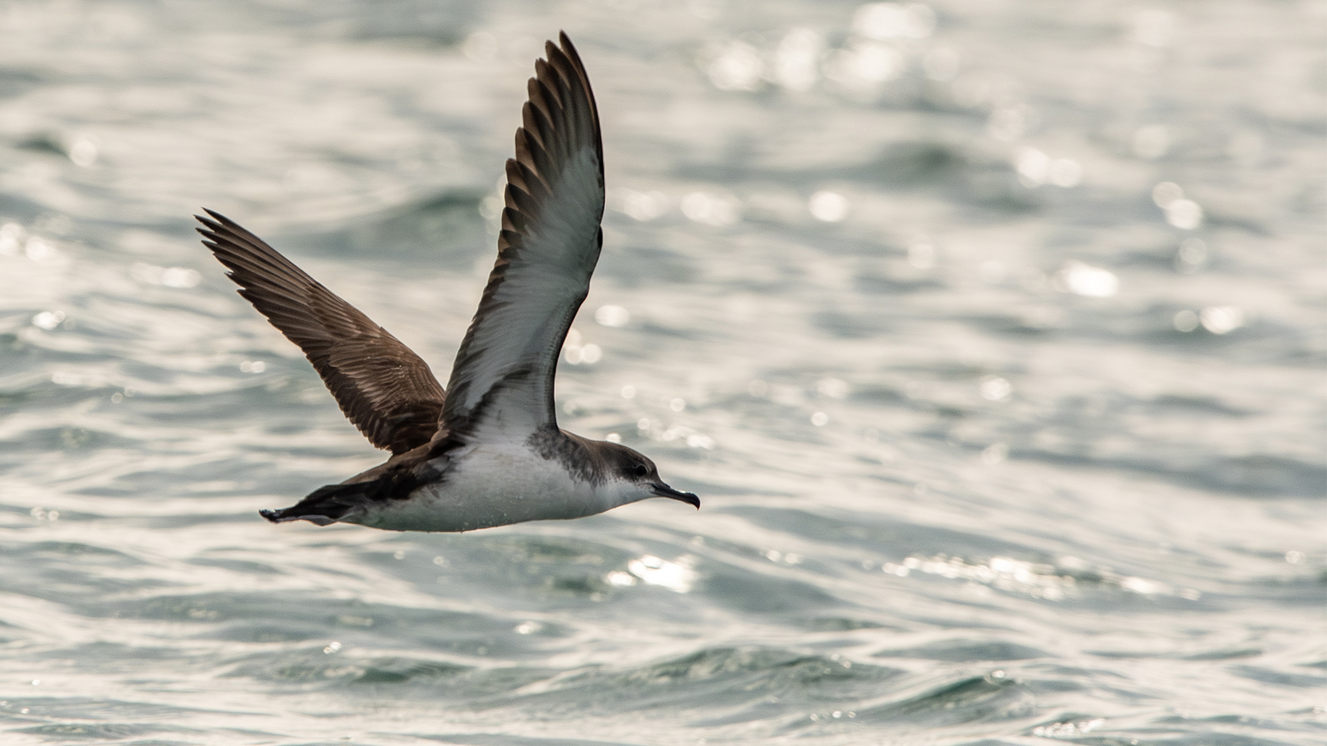 Yelkouan Shearwater